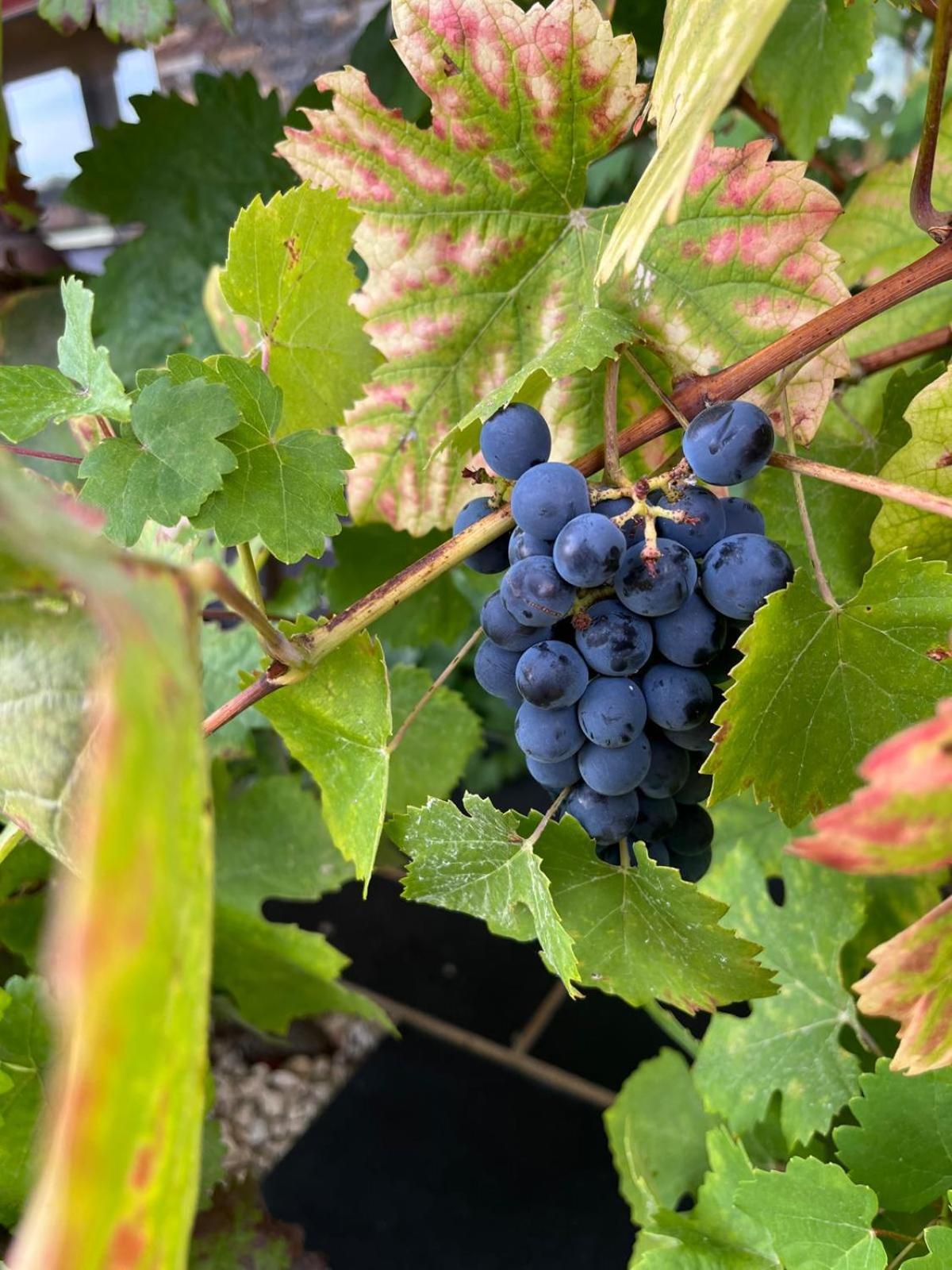 Вилла Tranca Da Barriga - Casa Do Vinho By Quinta De Sao Tiago Ковильян Экстерьер фото